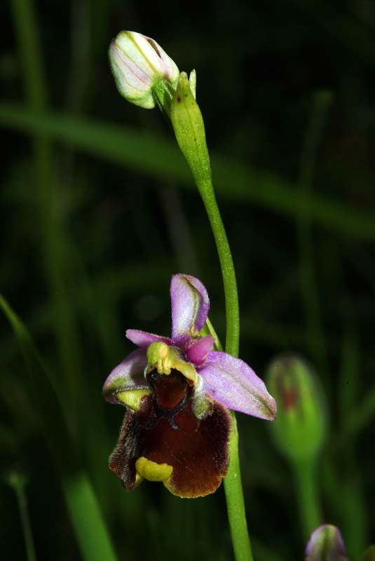 Ophrys da determinare